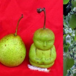 Peras con forma de buda