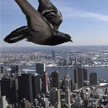 Una compañía de Sudáfrica demuestra que es más rápido enviar información con un paloma mensajera que por internet