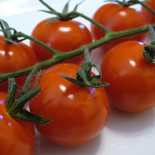 Tomates fertilizados con orina producen 4 veces más [ENG]