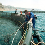 Las piscifactorías se comen el mar