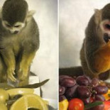 Científicos de Estados Unidos curan el daltonismo con una terapia génica