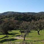 España necesita plantar 2.000 millones de árboles para salvar sus bosques