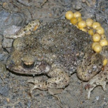 El fraude más honesto de la ciencia