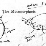 ¿Qué clase de bicho es Gregorio Samsa?