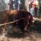 Mañana ICV presentará proyecto no de ley sobre el Toro de la Vega