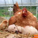 Mamá ese no es nuestro hermanito!