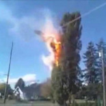 Esto es lo que sucede cuando un arbol está demasiado cerca de una línea eléctrica