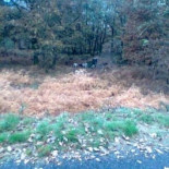 "A mí no me echan del monte cuatro matones" (glg)