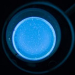 Evolución en 40000 generaciones: un experimento que, hasta ahora, ha durado 21 años