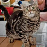 Gato sobrevive 19 horas dentro de un congelador [EN]