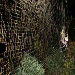 La araña que teje las telas más grandes