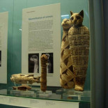 De como los gatos momificados de Egipto terminaron fertilizando campos en Inglaterra