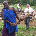 El león se extingue