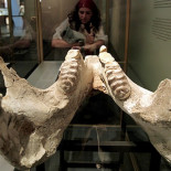 Más de la mitad de los adultos quiere que el 'creacionismo' se enseñe en las escuelas