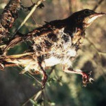 Legalizada la caza de pajaritos con pegamento