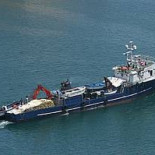 Un nuevo método desarrollado en España, clave para evitar la extinción del atún [ENG]