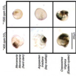 La acidificación oceánica por el CO2 ya amenaza la supervivencia de larvas de moluscos