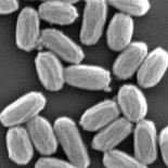 Descubren que las bacterias terrestres sobreviven en Marte