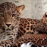 Un «arca de Noé» moderna obtendrá el genoma de 10.000 especies