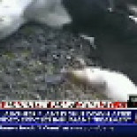 "Si fuera otro inspector os caería una buena multa" mientras despellejan vivo a un ternero