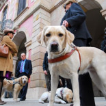 Los perros lazarillos podrán acompañar a sus amos al trabajo en Catalunya