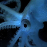 Descubren miles de nuevas especies abisales en aguas profundas que nunca han visto la luz