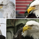 Beauty, el águila calva del pico de titanio