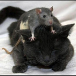 La simulación del cerebro de un gato por IBM y DARPA es un hoax "vergonzoso y poco ético"(ING)