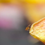 El esperma de la mosca de la fruta provoca que la hembra realice 'tareas domésticas' despues del sexo [EN]