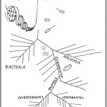 Artificial vs. natural