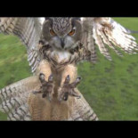 Lechuza en pleno aterrizaje (Slow Motion)