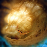 Fotos ganadoras de la competición National Geographic 2009