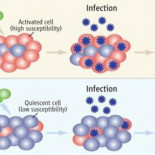 20 años de investigación y todavía no se sabe por qué hay gente resistente al virus del SIDA