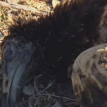 Más de 20.000 aves rapaces mueren envenenadas en 15 años