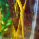 Un pez se come a sus propios hijos