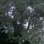 Filman por primera vez en años al gorila más raro y huidizo del mundo