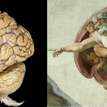Un cerebro oculto en la Capilla Sixtina