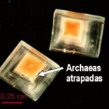 Microbios sobreviven 30 000 años dentro de un cristal de sal