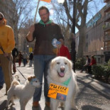 Un juez retira por primera vez la custodia de un perro por maltrato en Granada