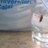 Una cucaracha en el vaso de agua del Hospital Ramón y Cajal