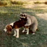 El peor perro de caza del mundo