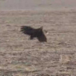 Impresionante ataque de una águila