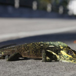 Iguanas "kamikazes" caen congeladas desde los árboles debido a la ola de frío