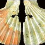 Los neandertales usaban maquillaje