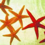 Los oricios (erizos de mar) comen CO2