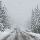 Demasiada sal contra la nieve mata árboles