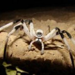 Hallan una nueva especie de araña del tamaño de una rata