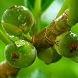 Las higueras castigan a las avispas que no cooperan correctamente con ellas