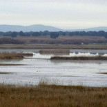 El agua y los patos regresan a las Tablas de Daimiel