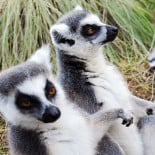 La fauna llegó a Madagascar en balsas naturales